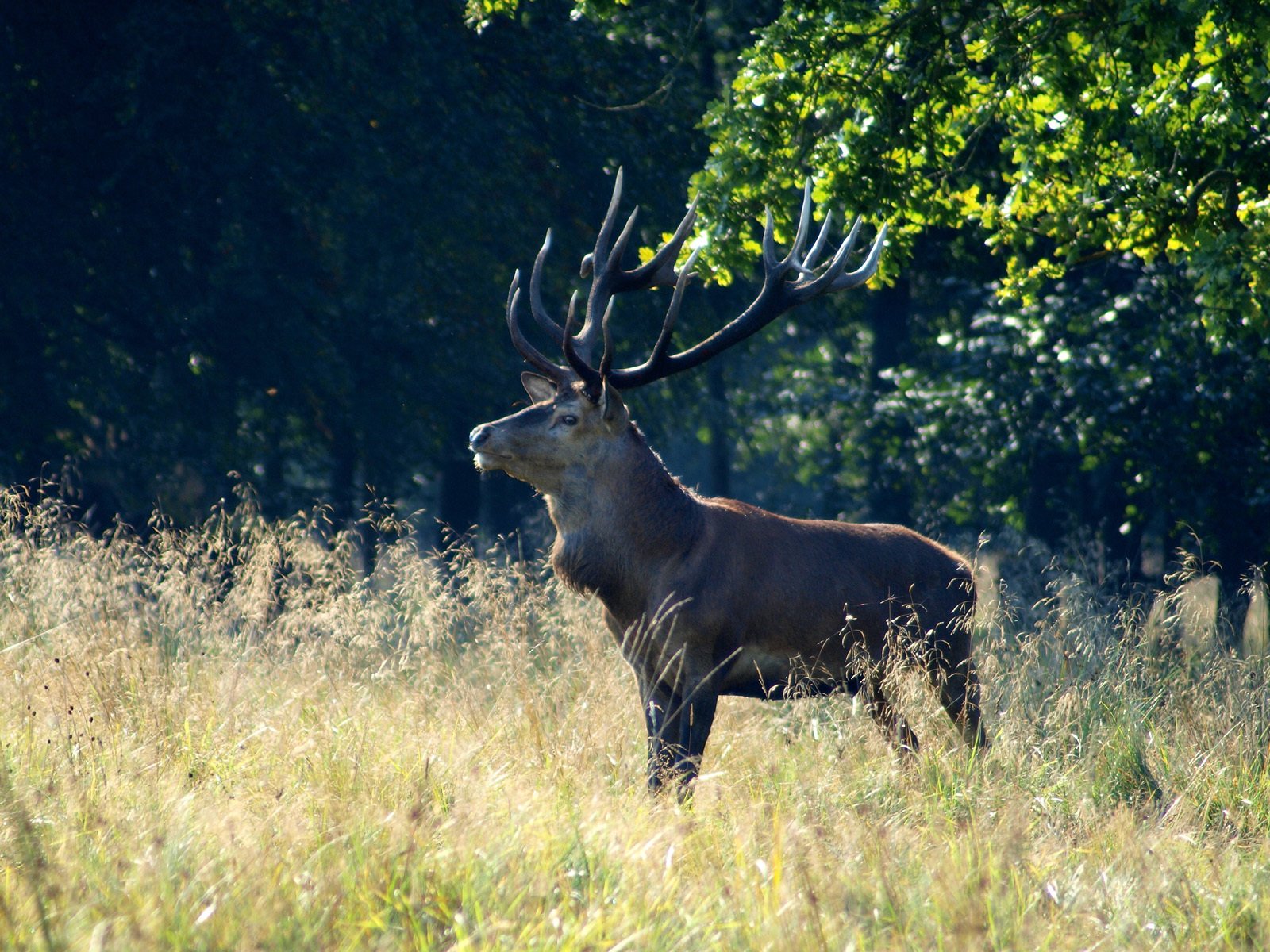 foresta masticazione occhi