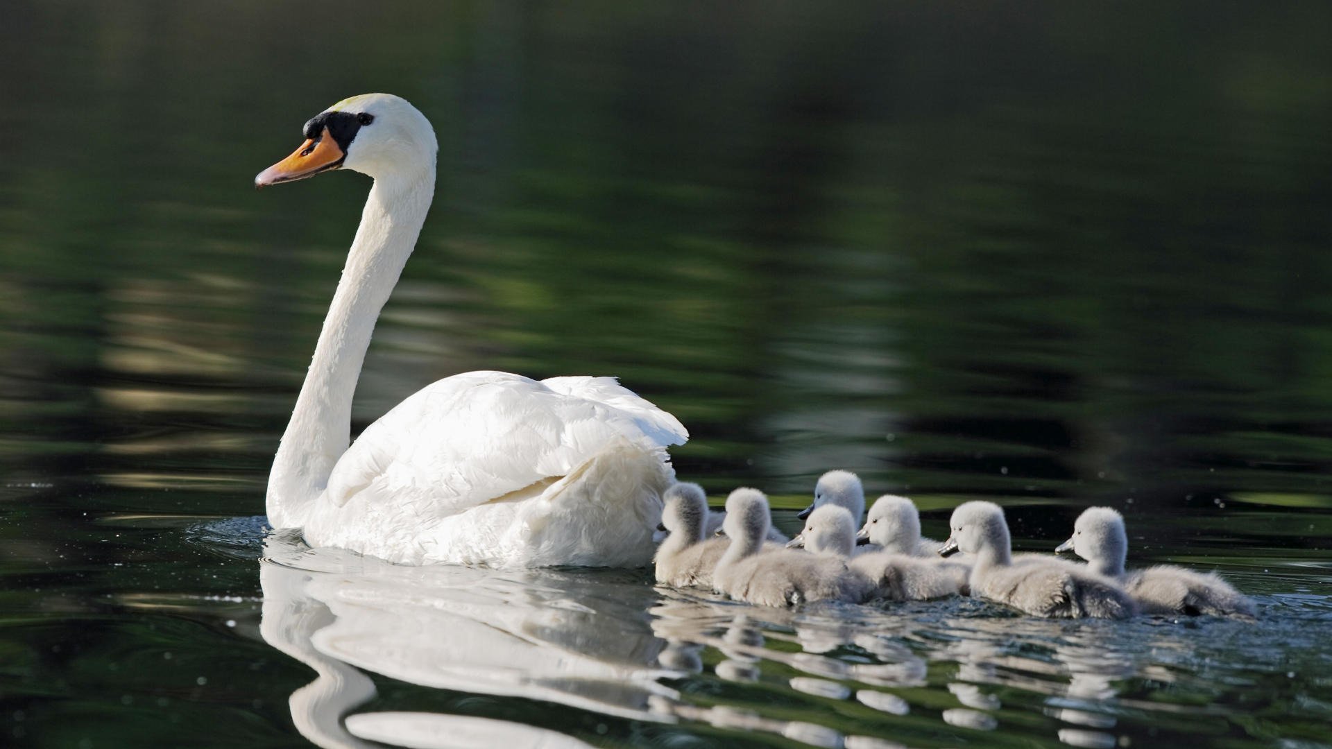 estanque cisnes mamá siete niños