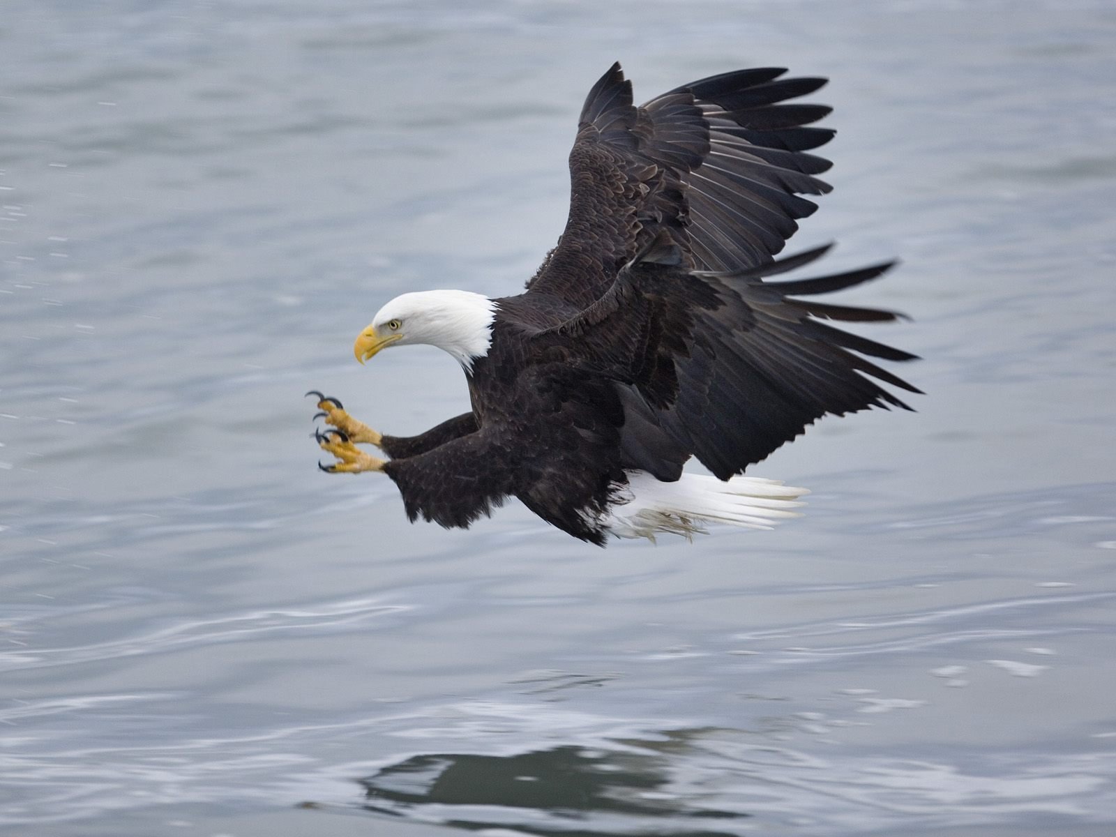 águila aves caza