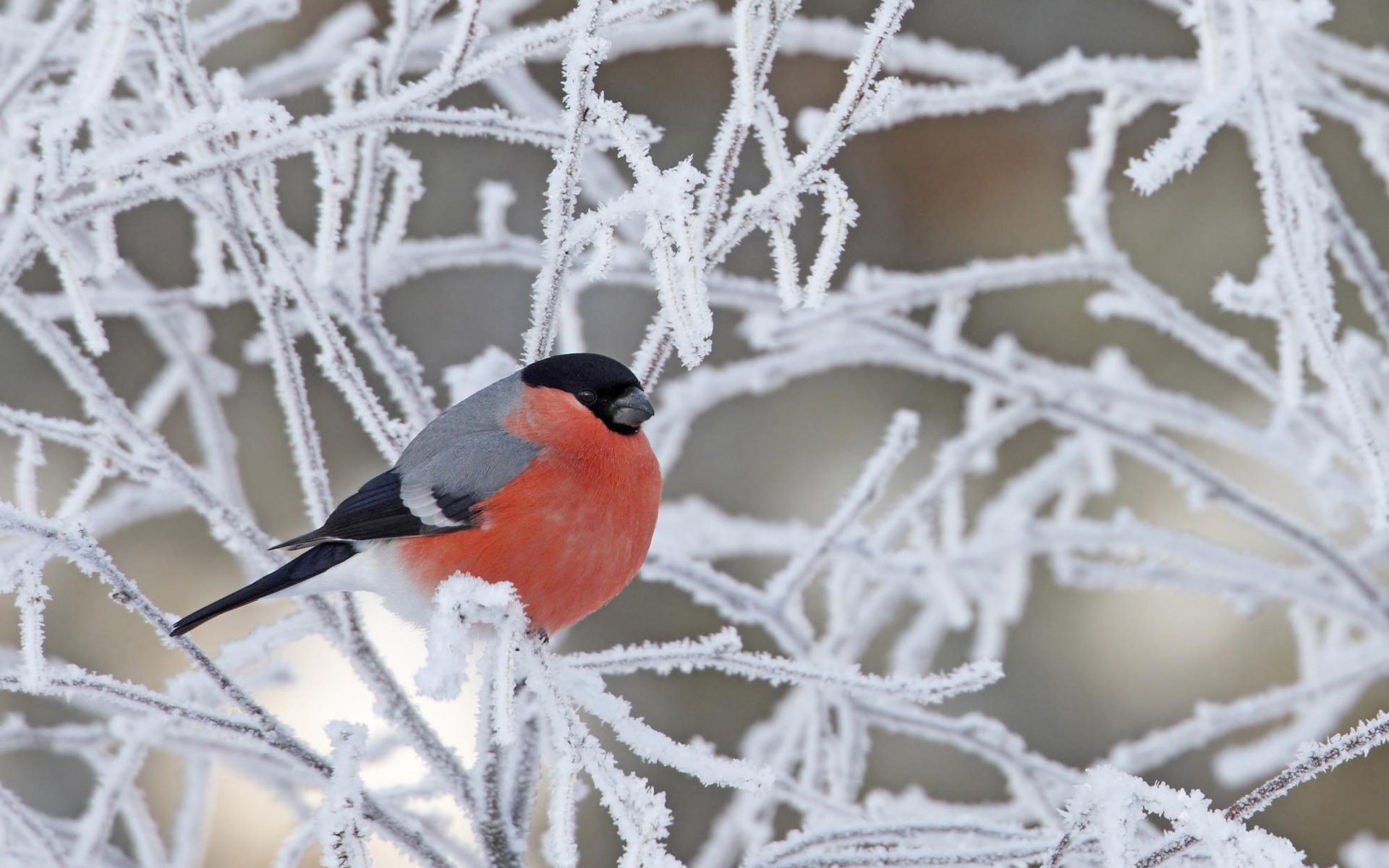 gimpel vogel äste frost schnee winter