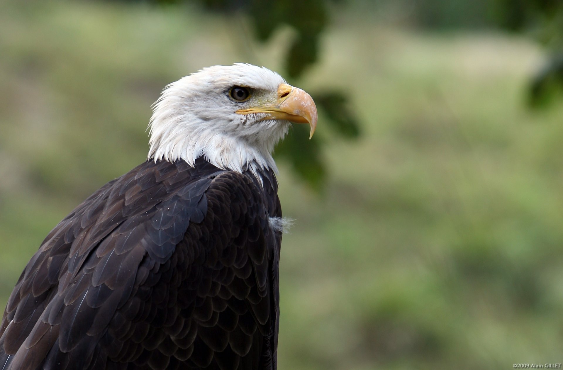 eagle poultry beak