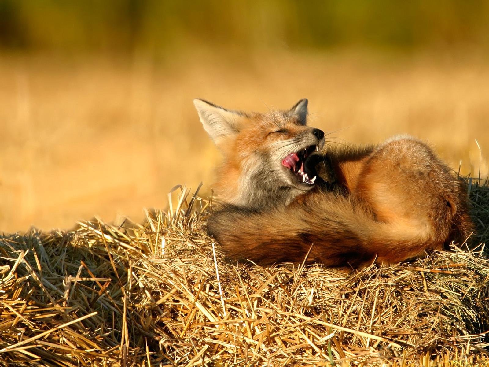 volpe fieno paglia natura riposo sonno