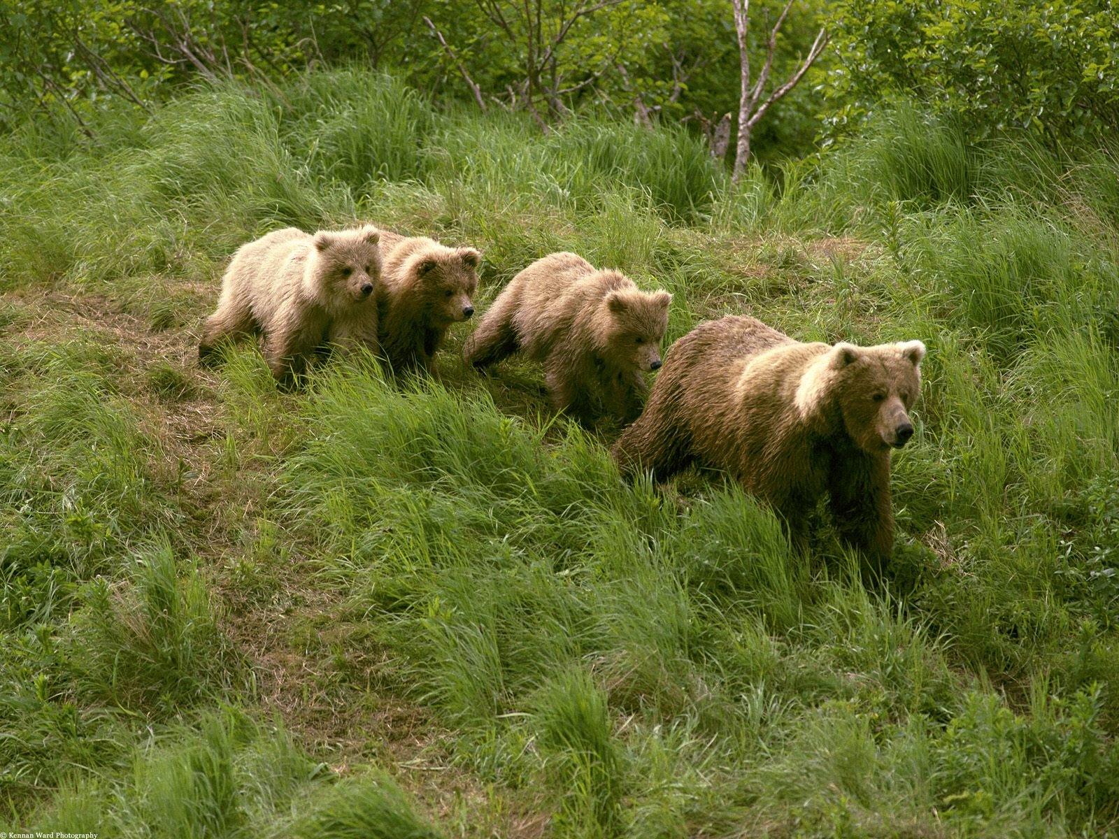 osos cuatro hierba alaska