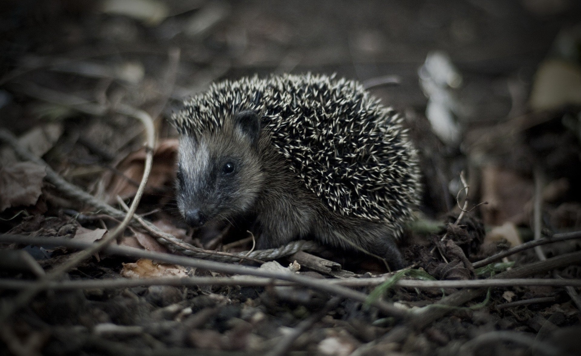 igel ansicht makro schwarz und weiß gras