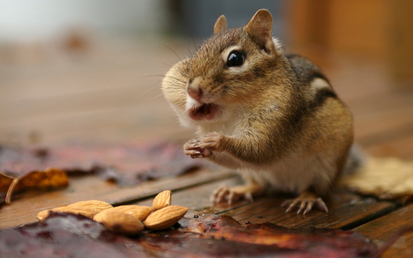 hámster nueces toma en su boca