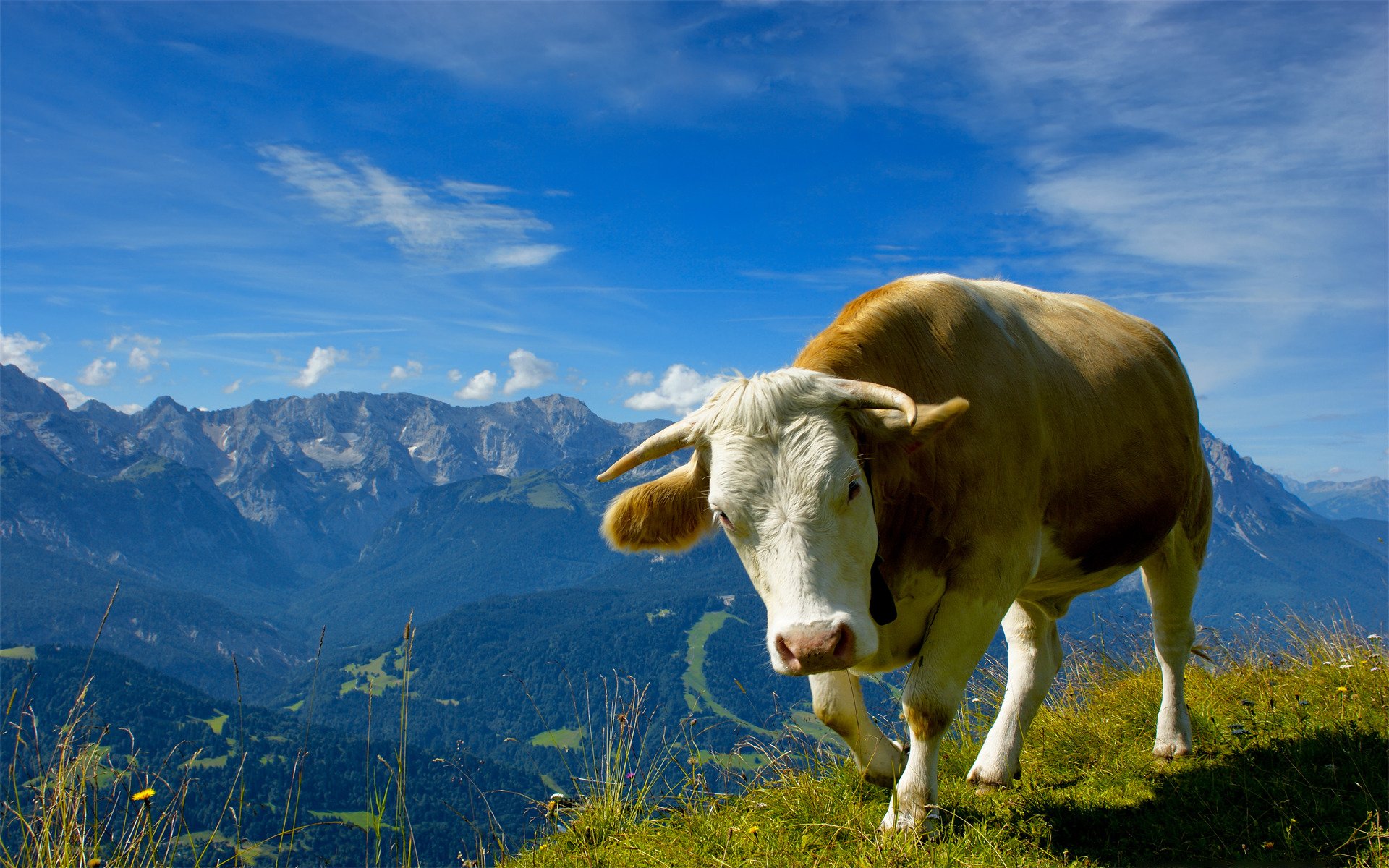 animales vacas toros montañas hierba foto de animales cielo flores naturaleza vista paisajes