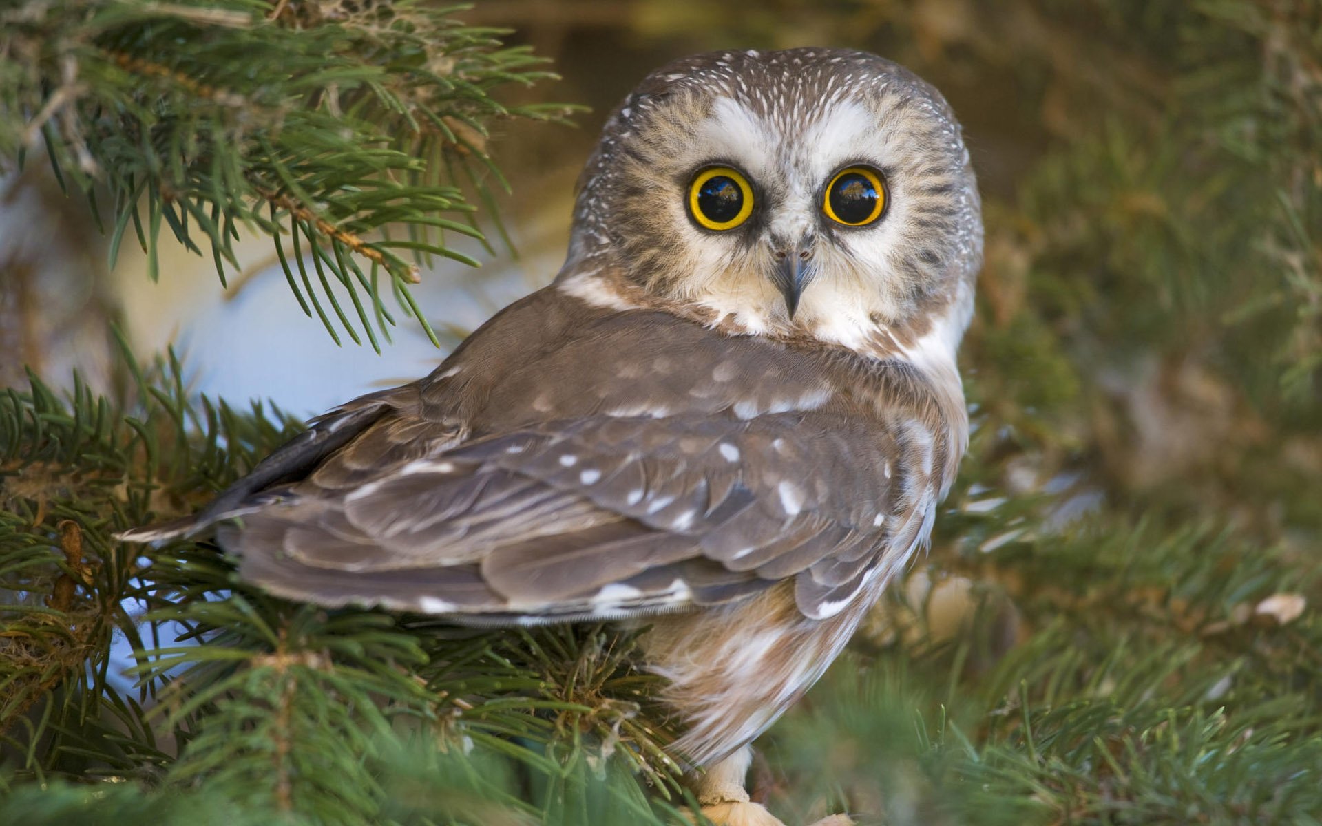 owl eyes nature