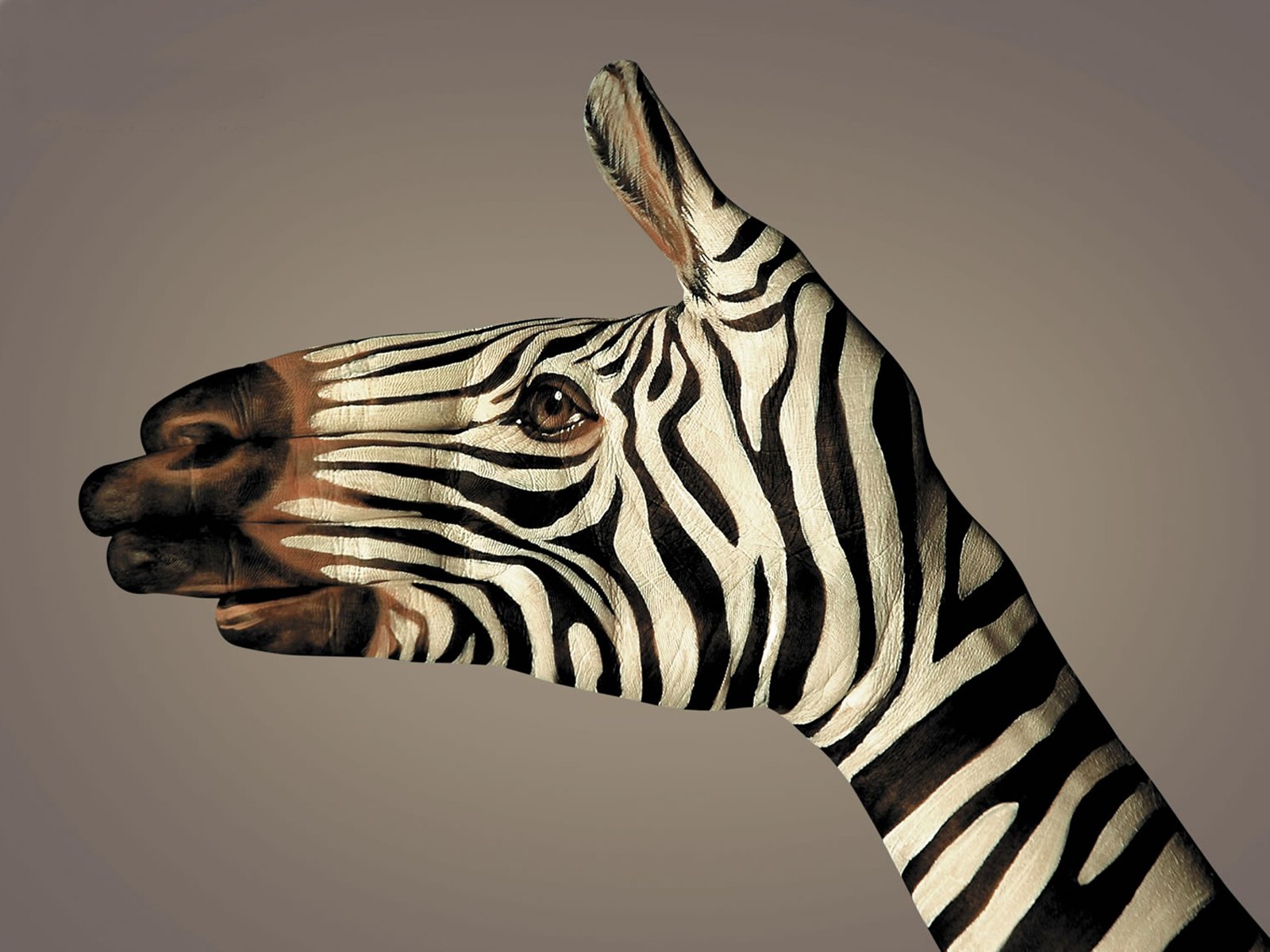 hand zebra black and white strip