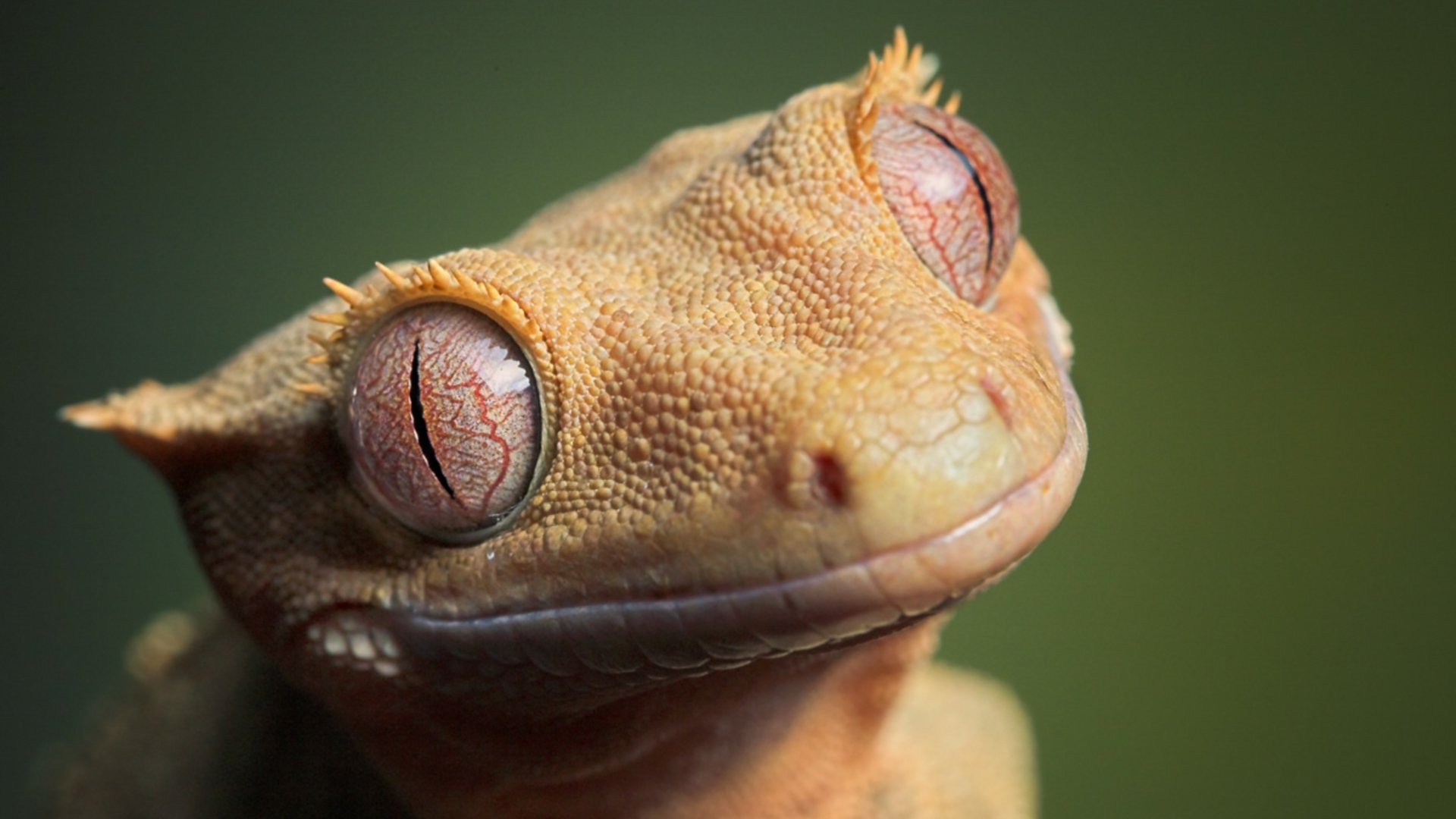 lézard yeux peau