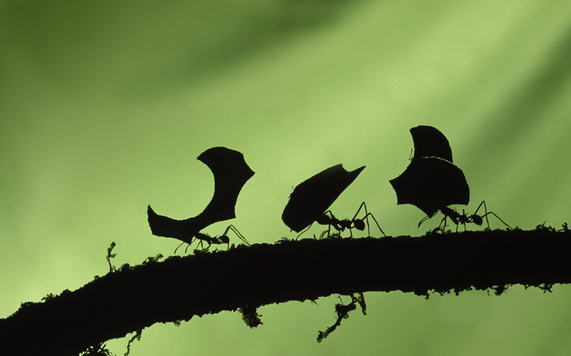 hormigas trabajadores fondo verde