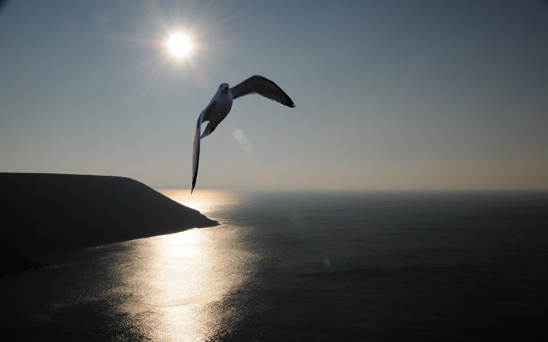 möwe meer sonne