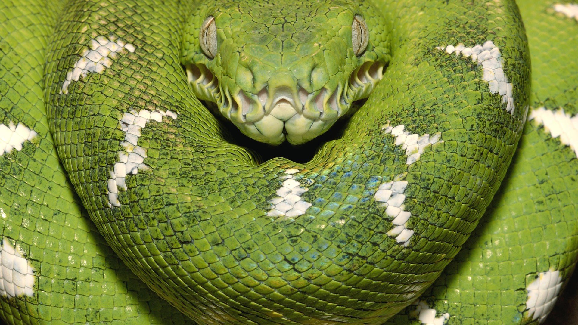 serpente verde boa di legno