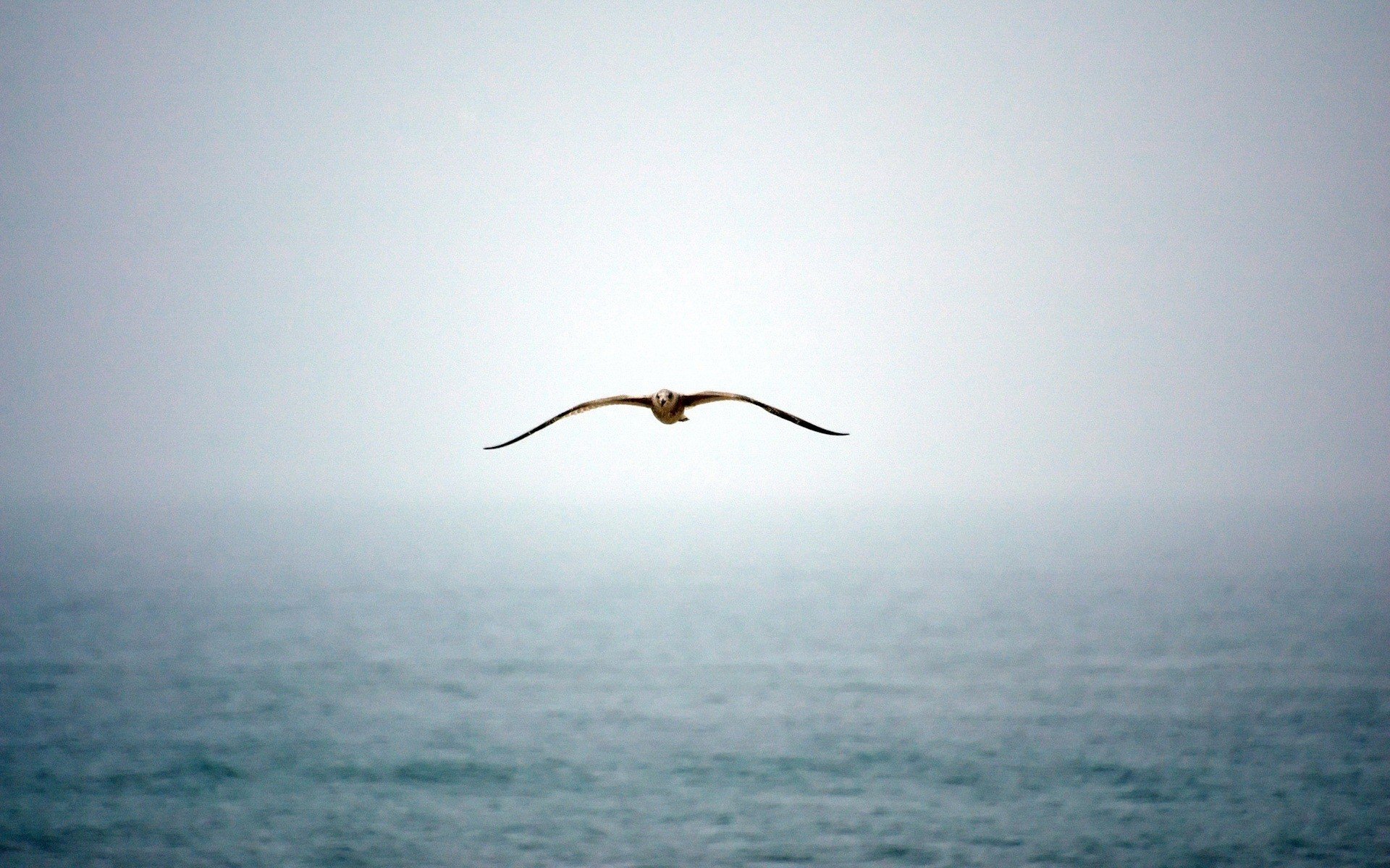 gabbiano nebbia acqua