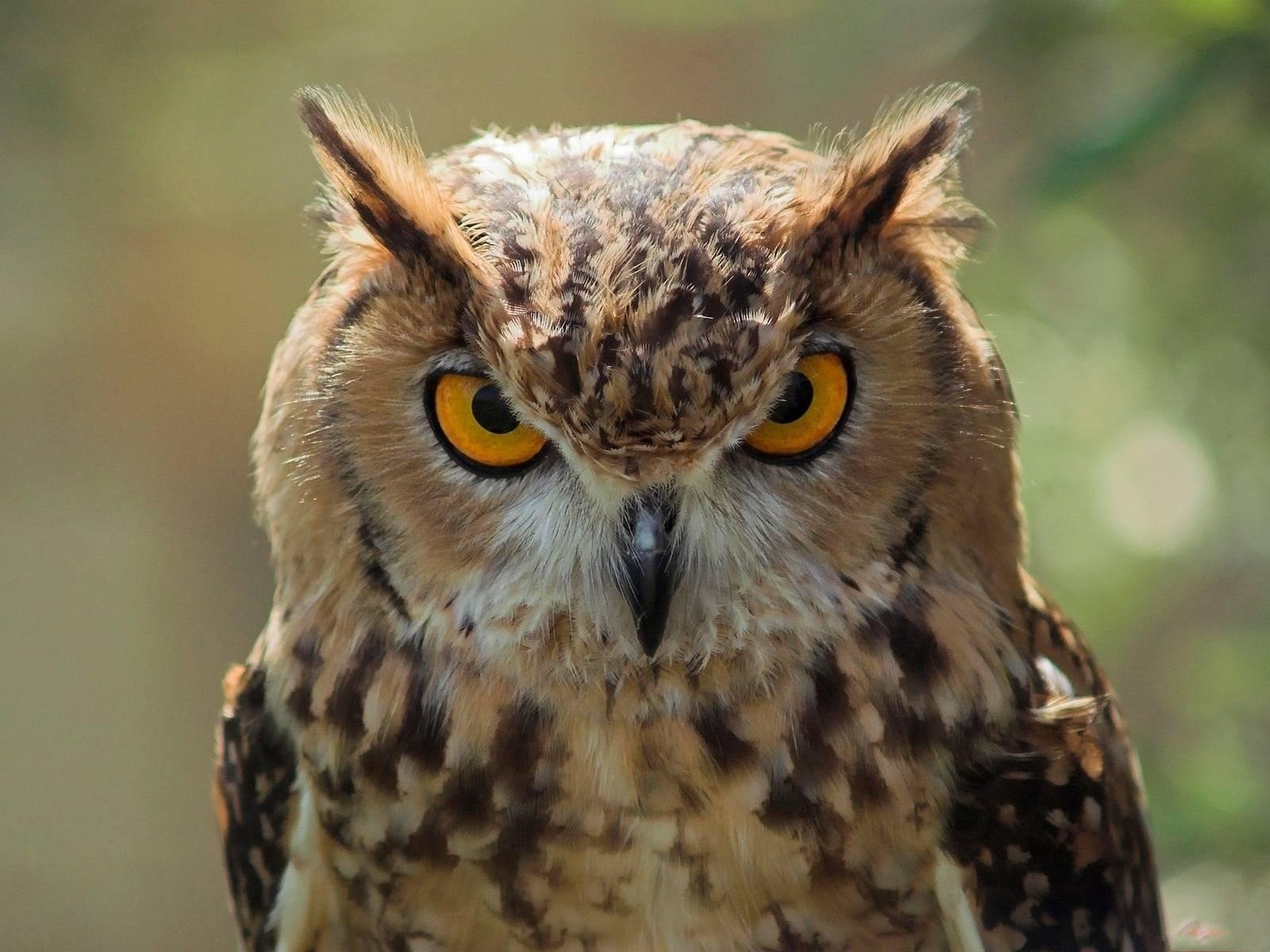 hibou oiseau yeux