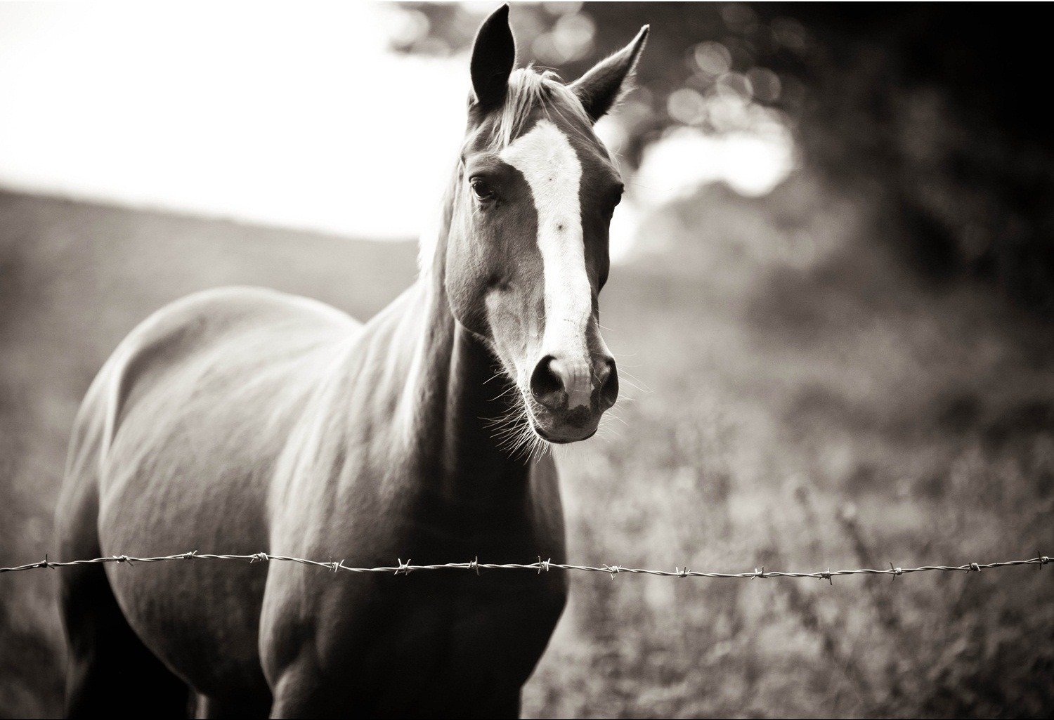 je vous attends fidèle cheval maître