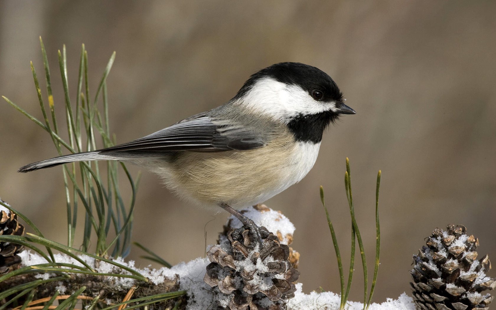 winter schnee zapfen vogel meise