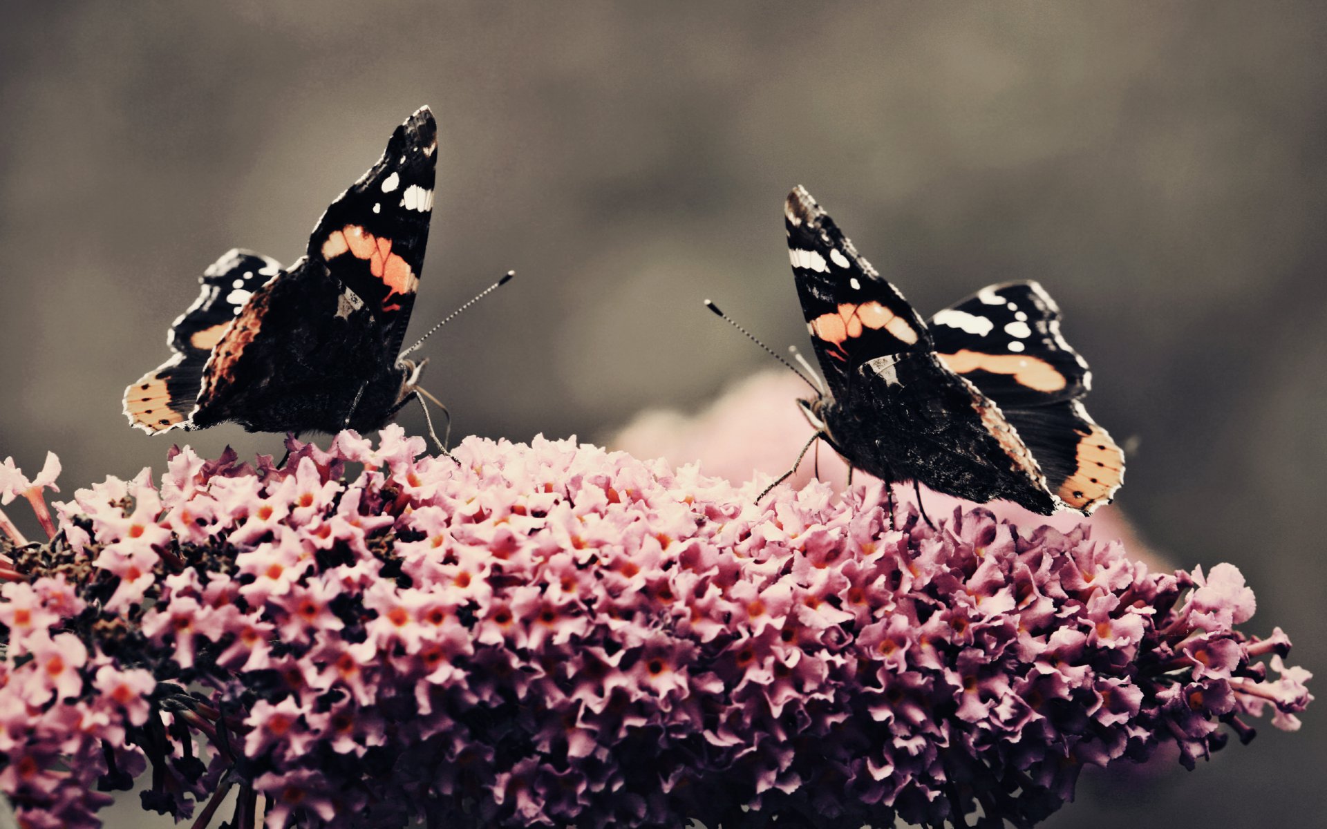 farfalle pianta fiore bellezza