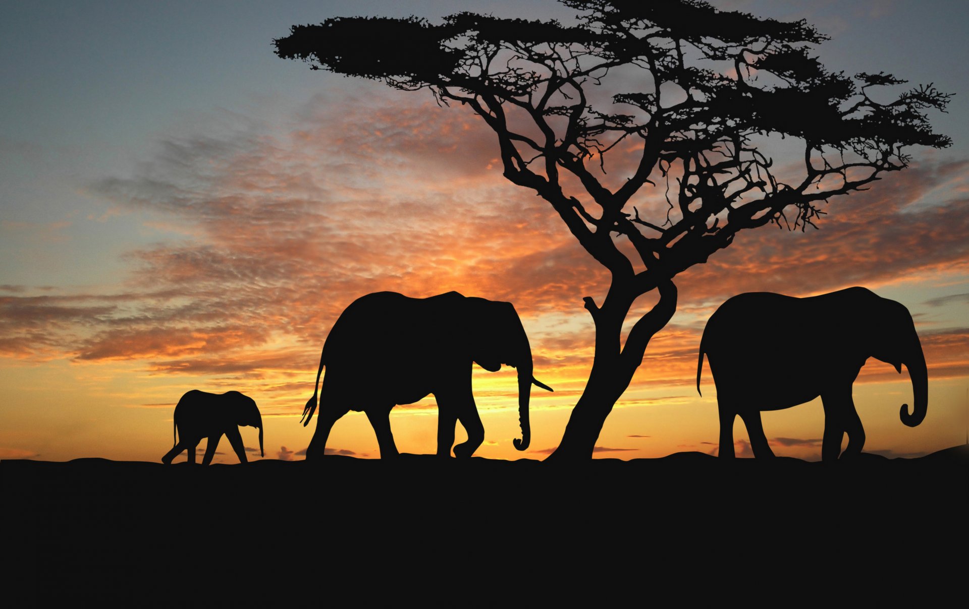 afrique savane arbres éléphants animaux soir le coucher du soleil africa