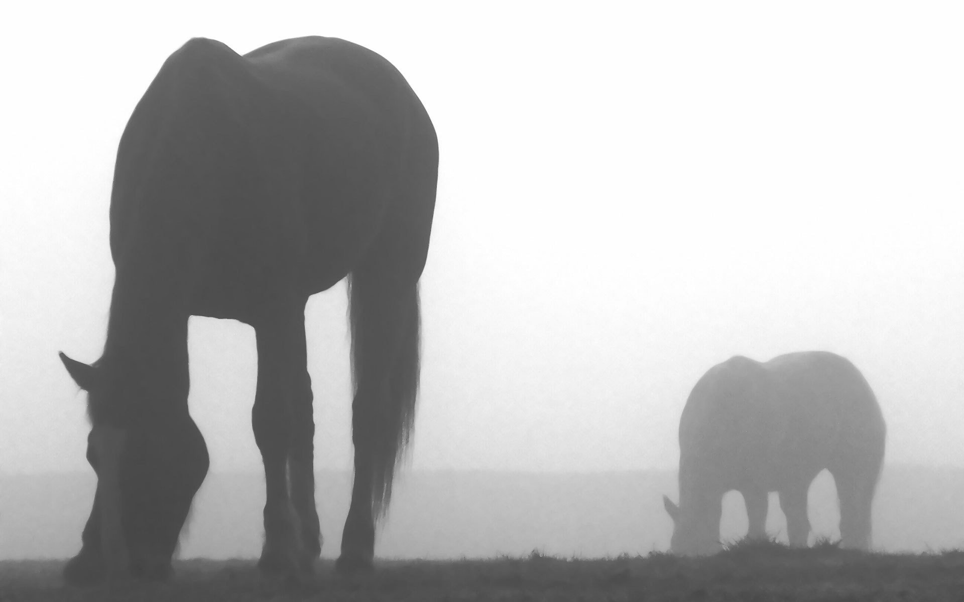 animals fog creative horse horses horses nature