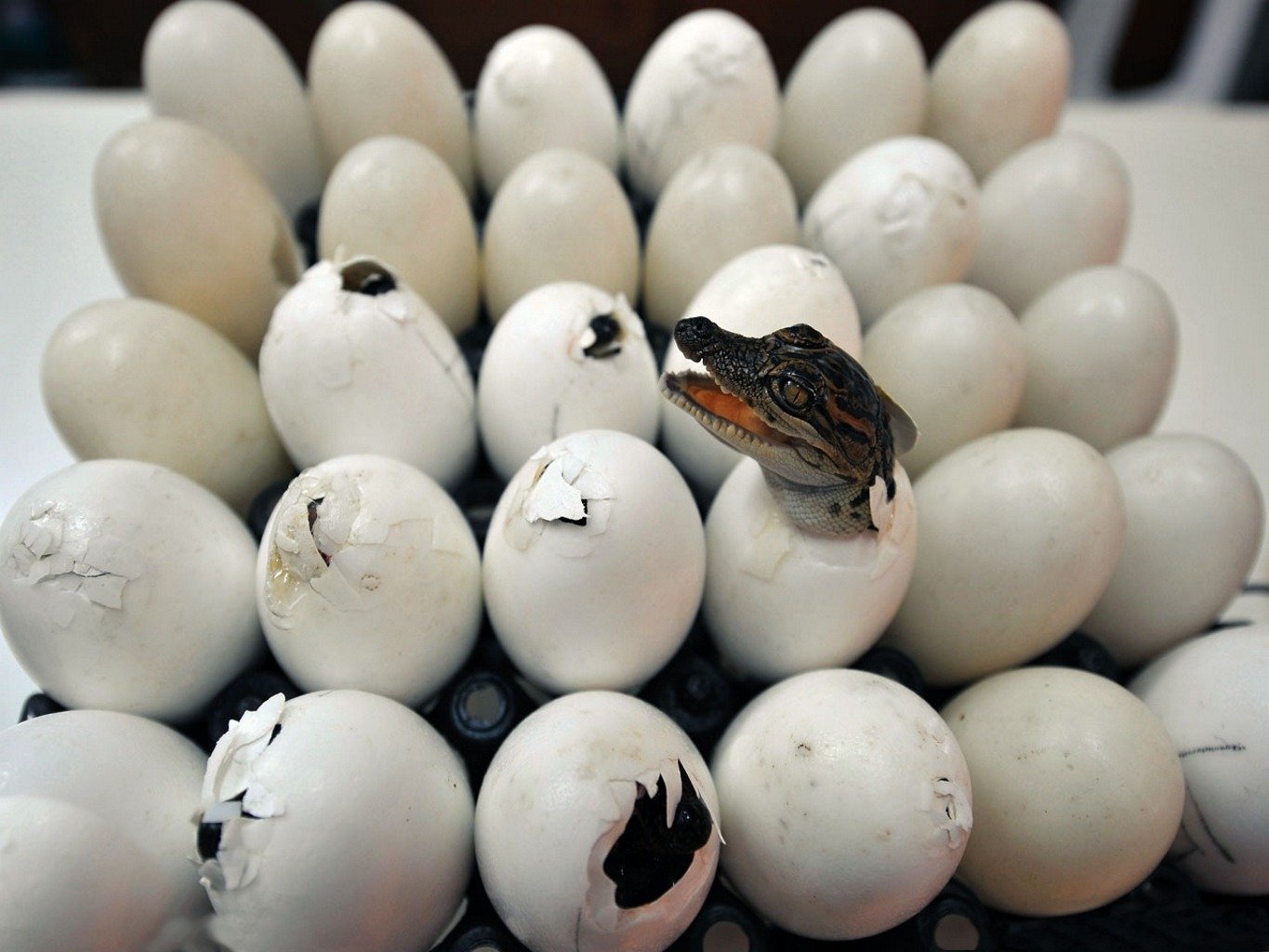 plateau oeufs naissance crocodiles