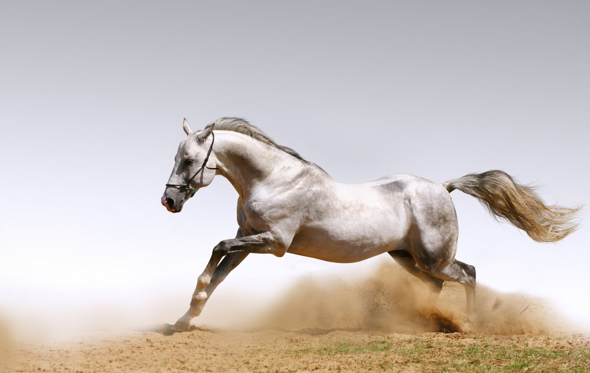 animals horses horses dust sand dust