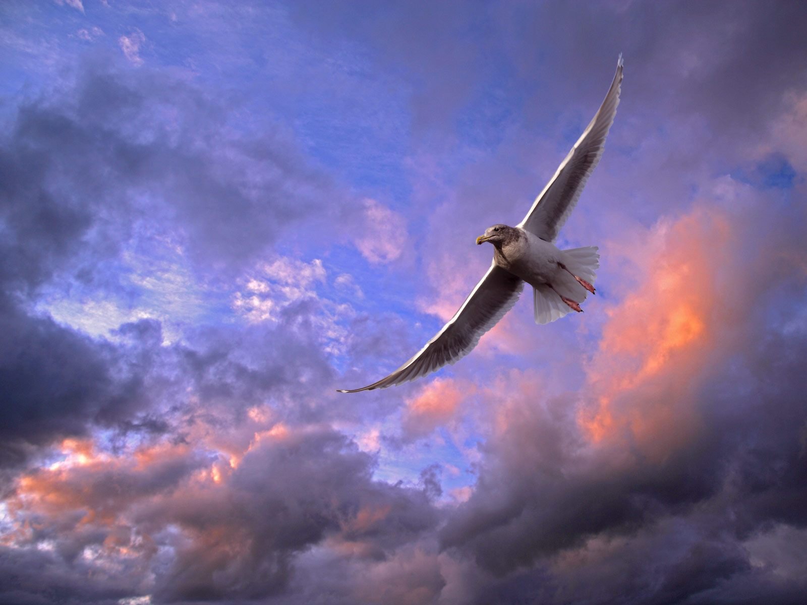 oiseau mouette ciel