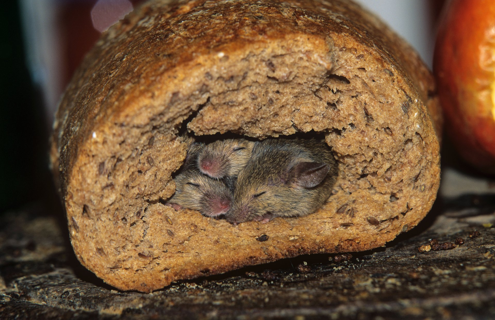 topi tana pane