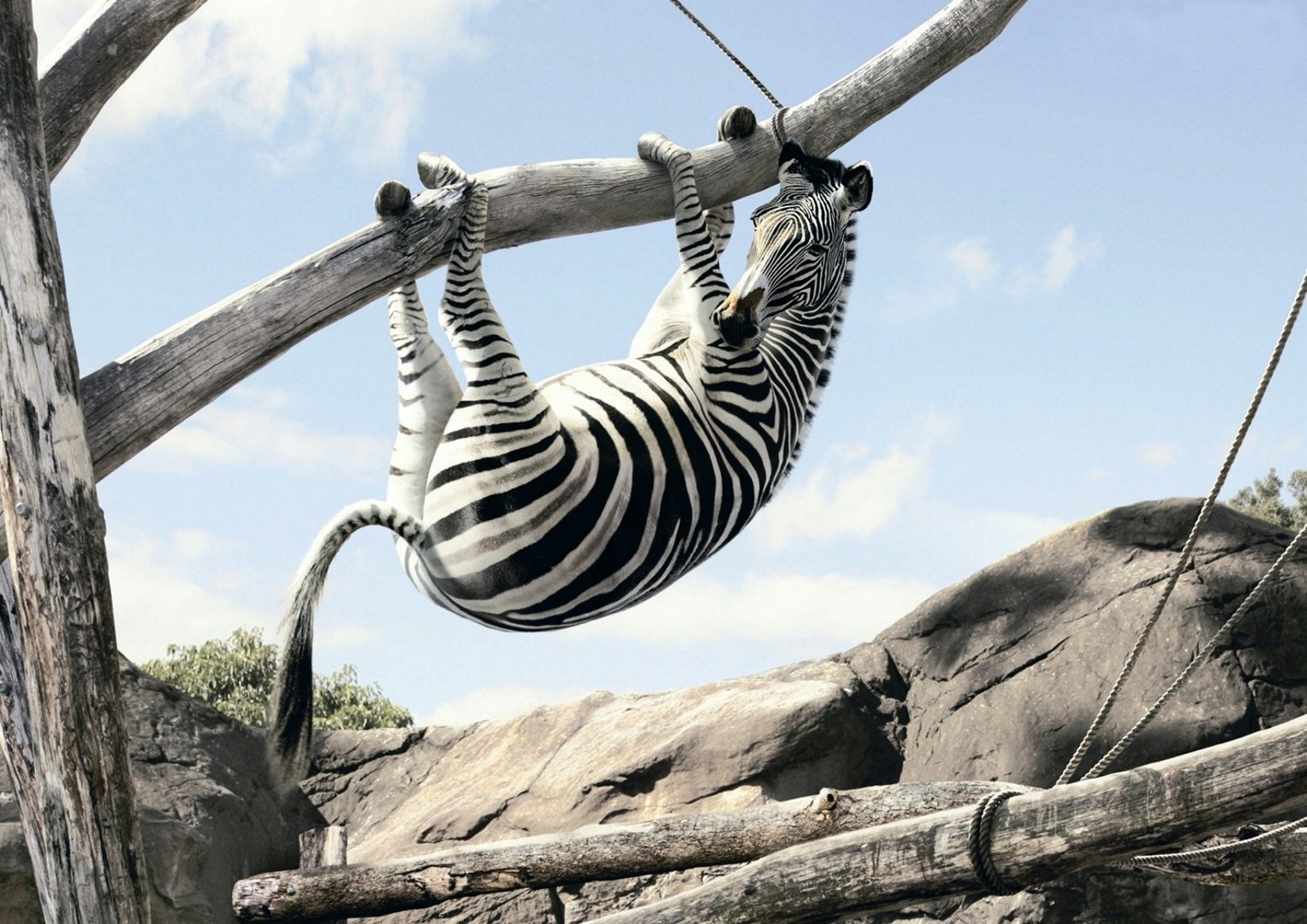 tree zebra fear