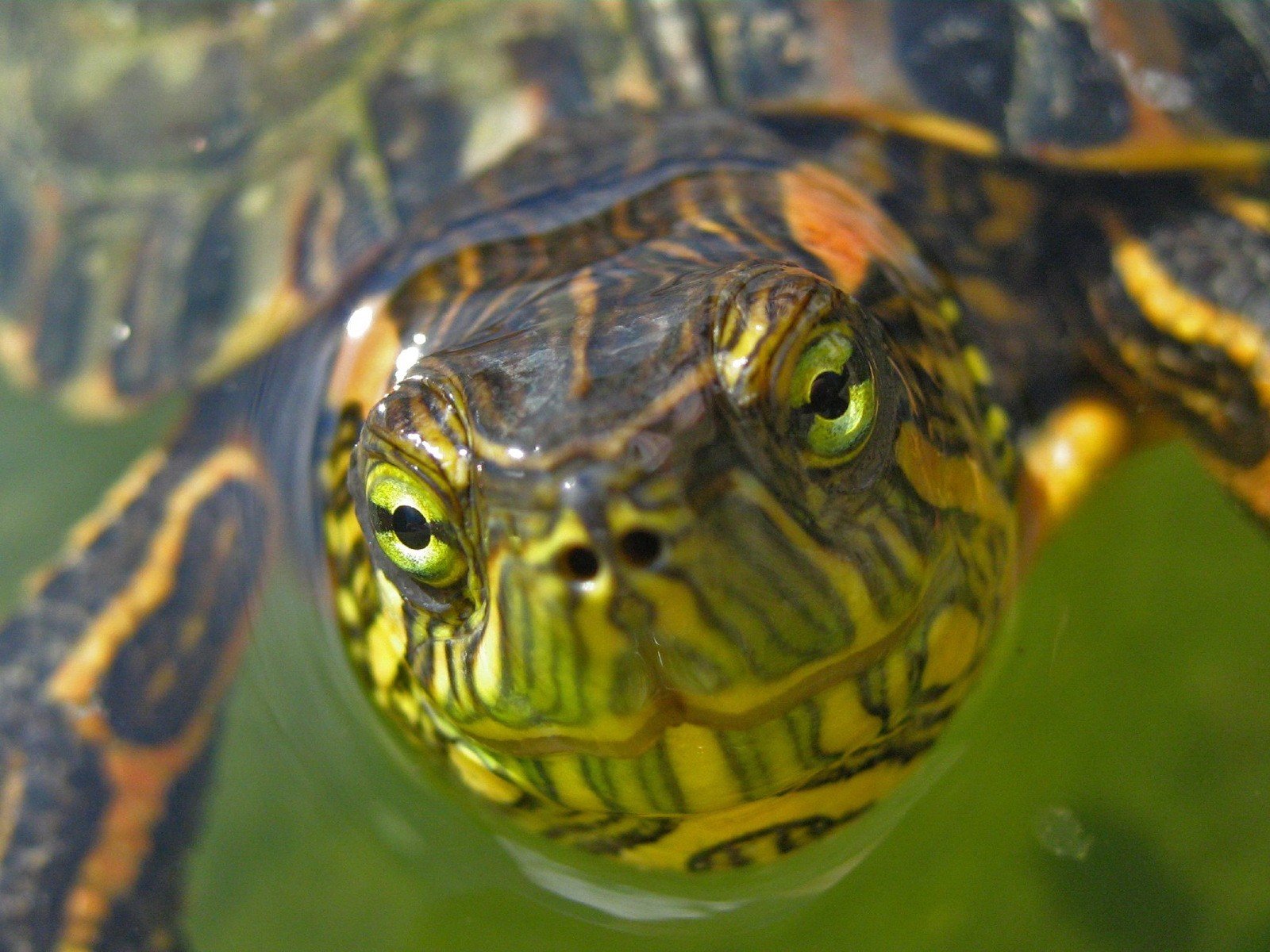 schnauze schildkröte grün