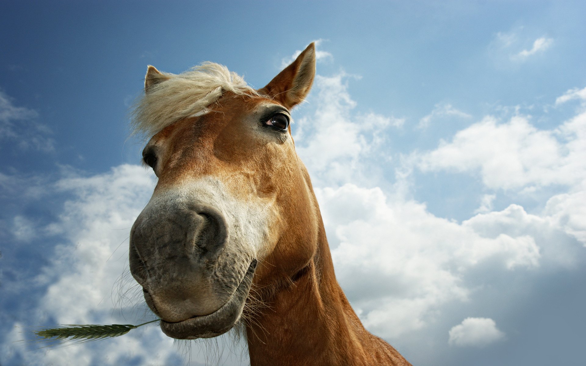 tiere pferde pferd pferde pferd gras ährchen ährchen ähren weide augen tiere