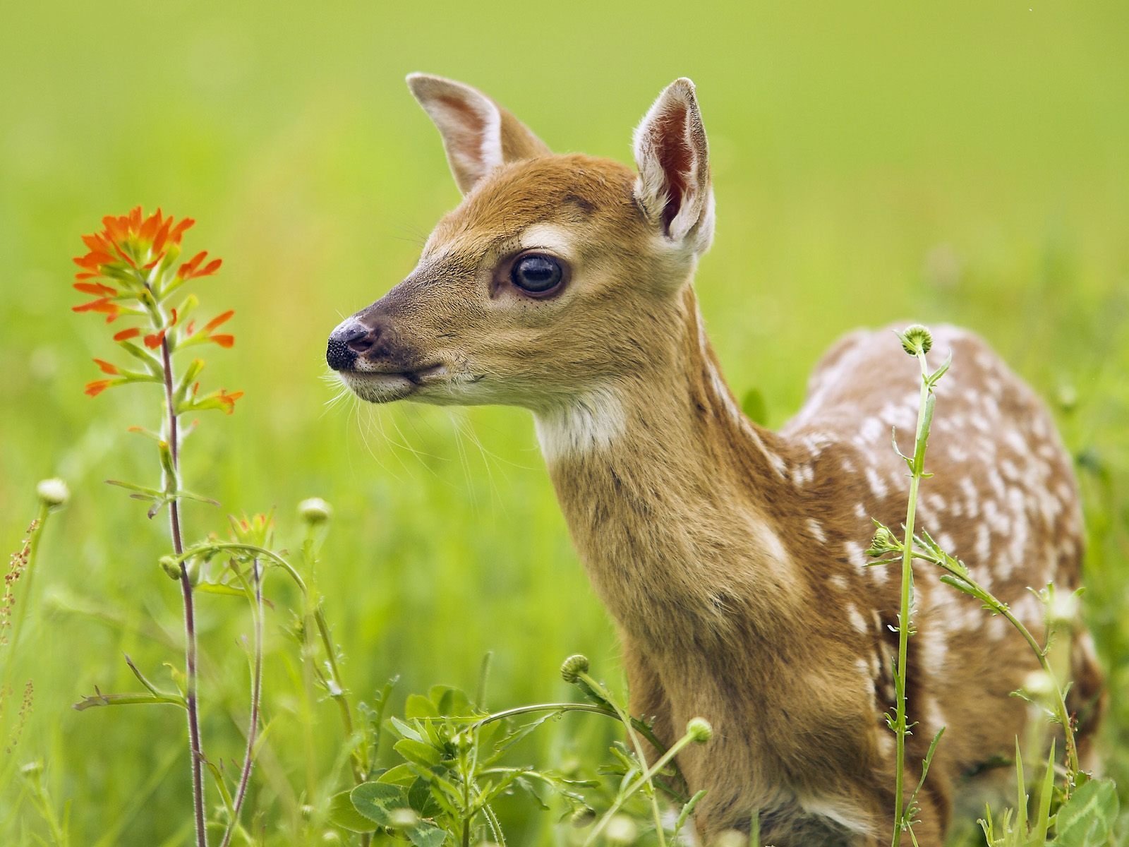 cerf été yeux museau herbe