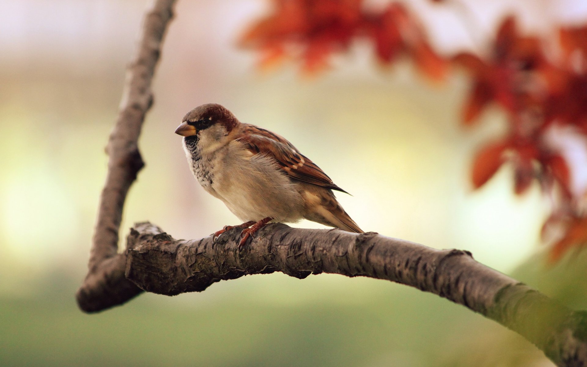 oiseaux moineau branche