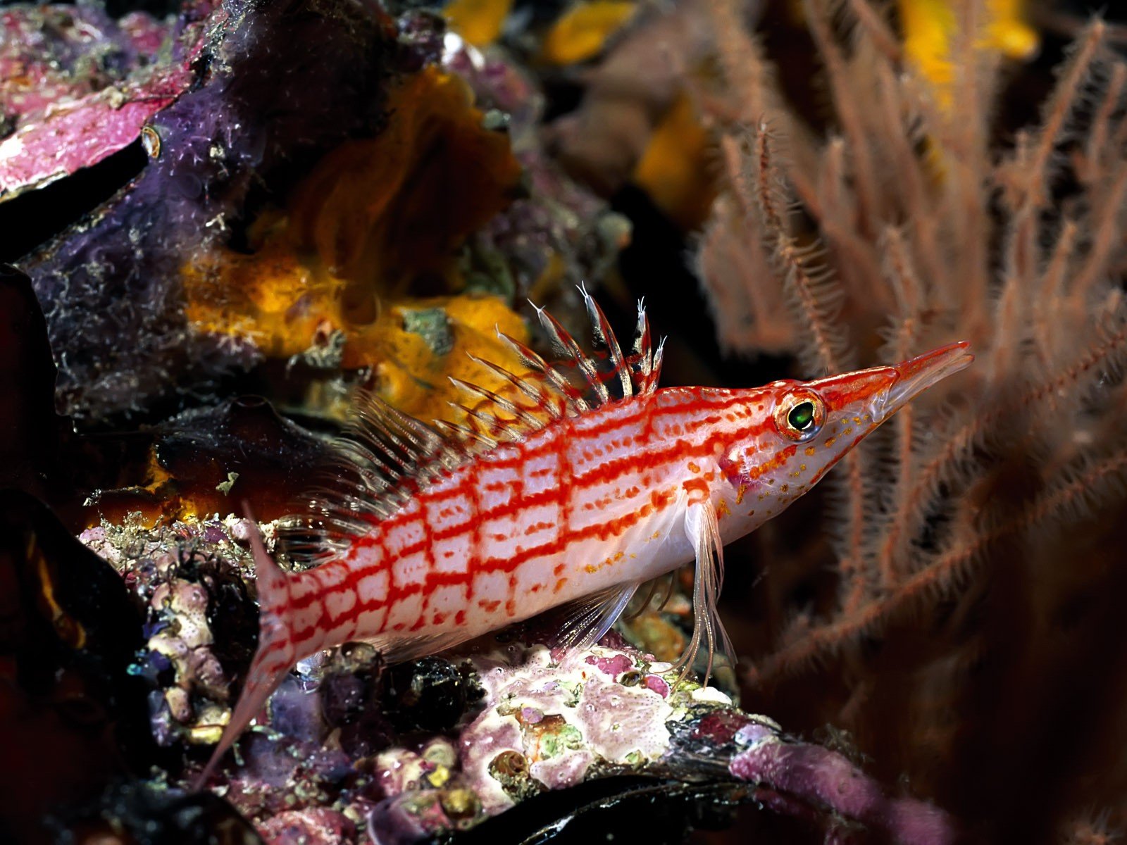 poissons mer plongée coraux