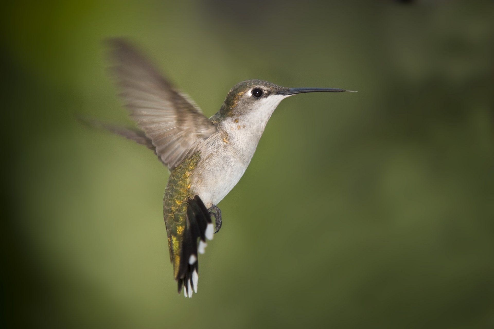 colibri ailes bec