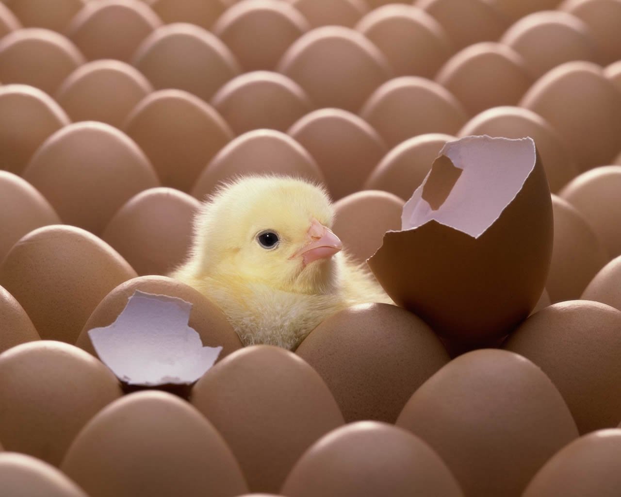 chick egg shell