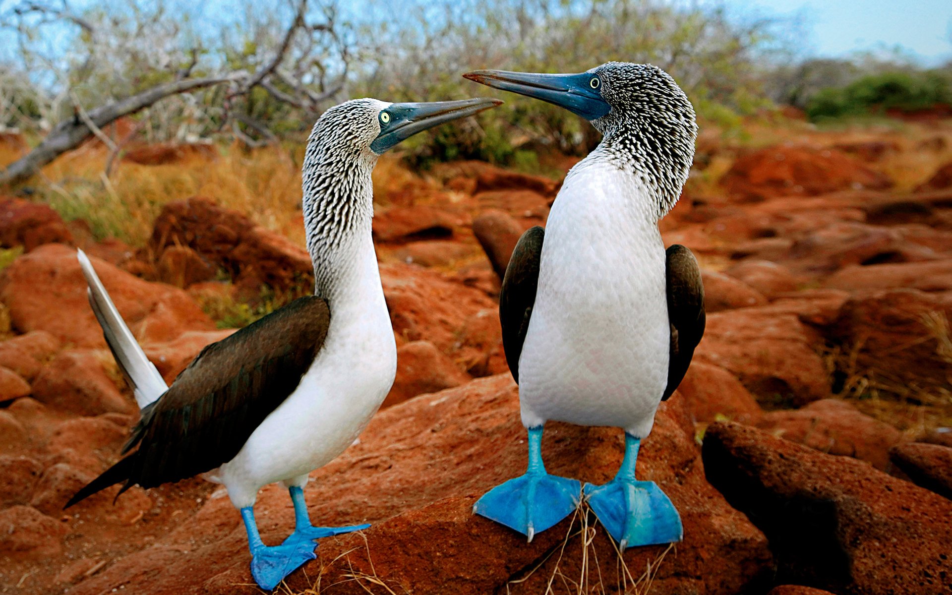 2 vögel kommunizieren blaue pfoten