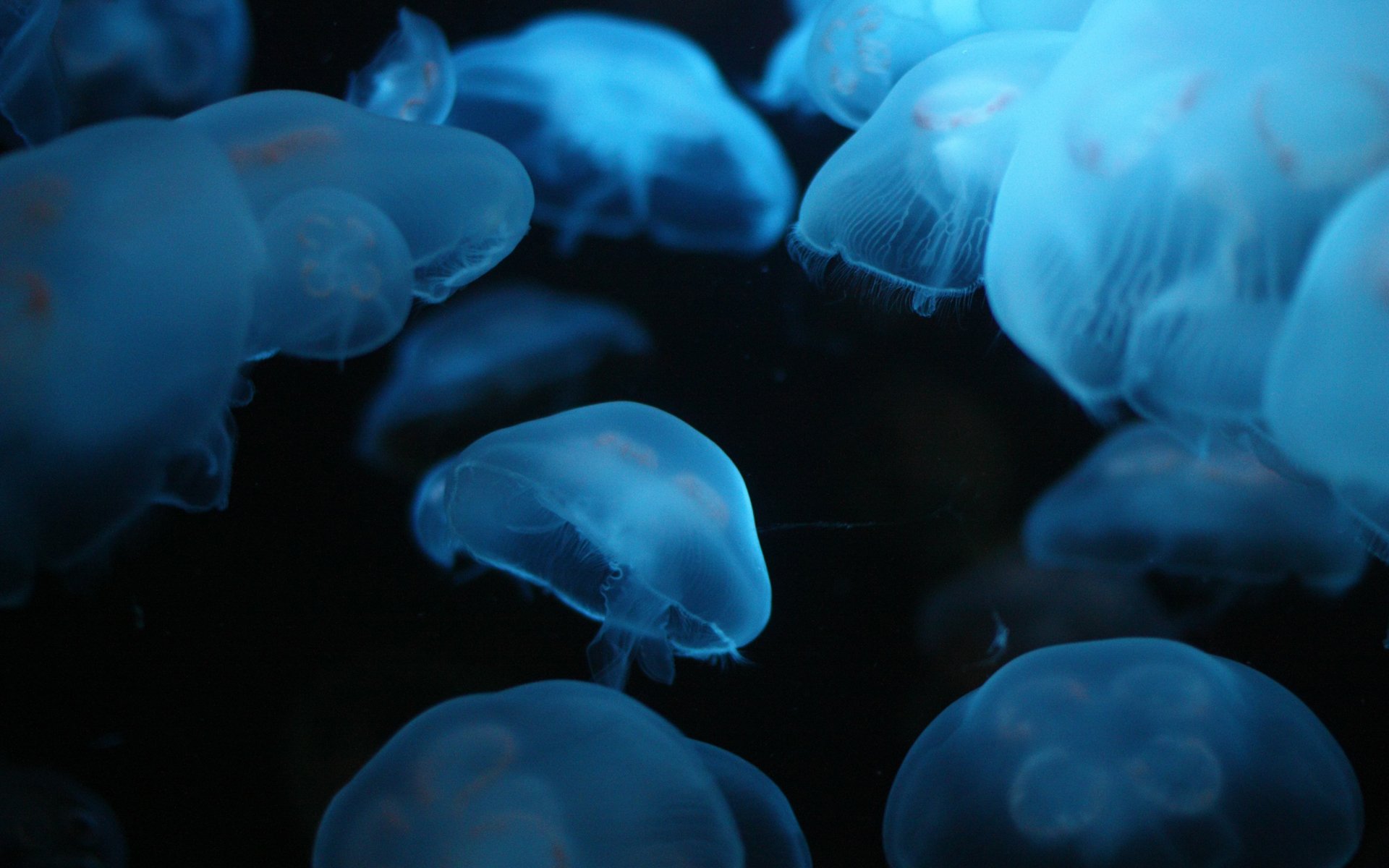 beaucoup méduses mer profondeur luminescent