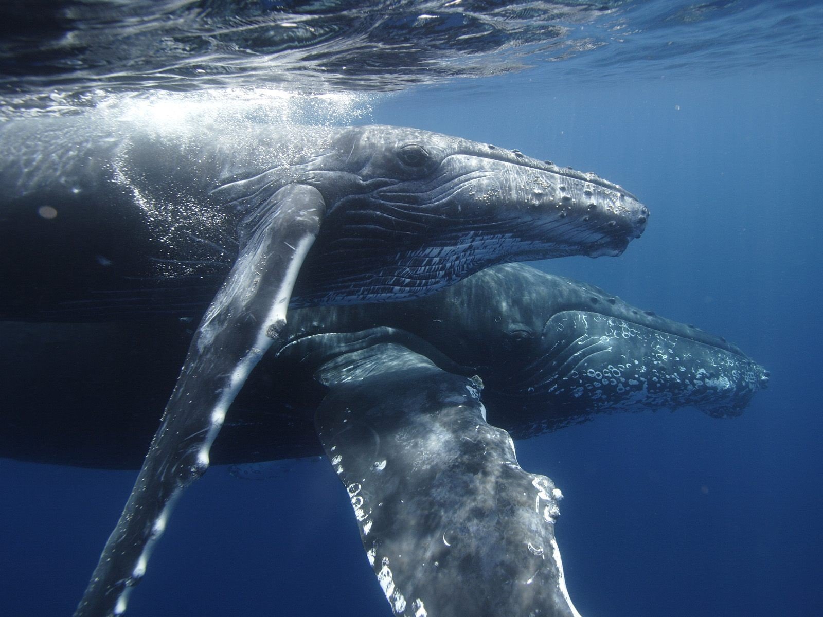 ballenas burbujas agua