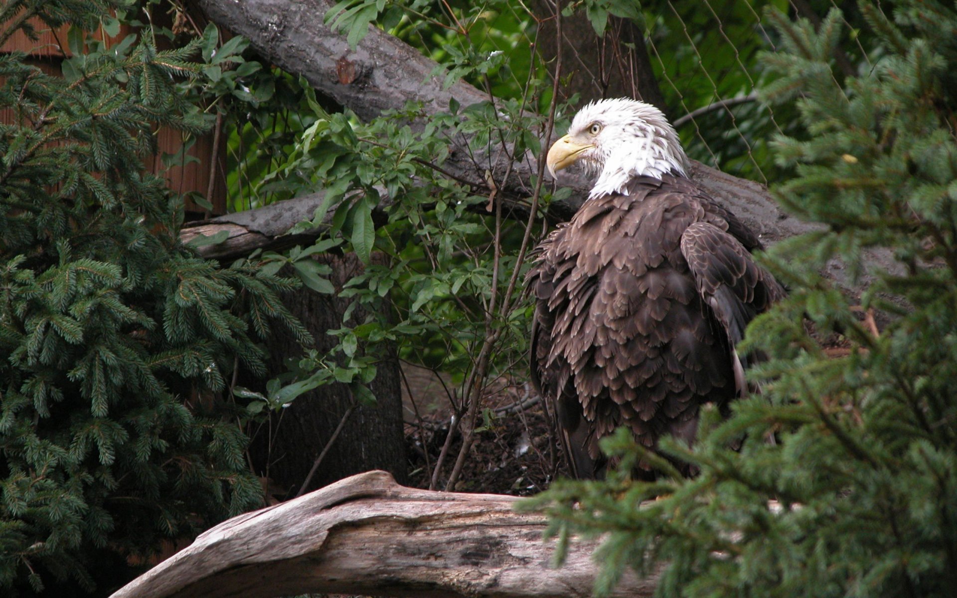 adler bäume grüns