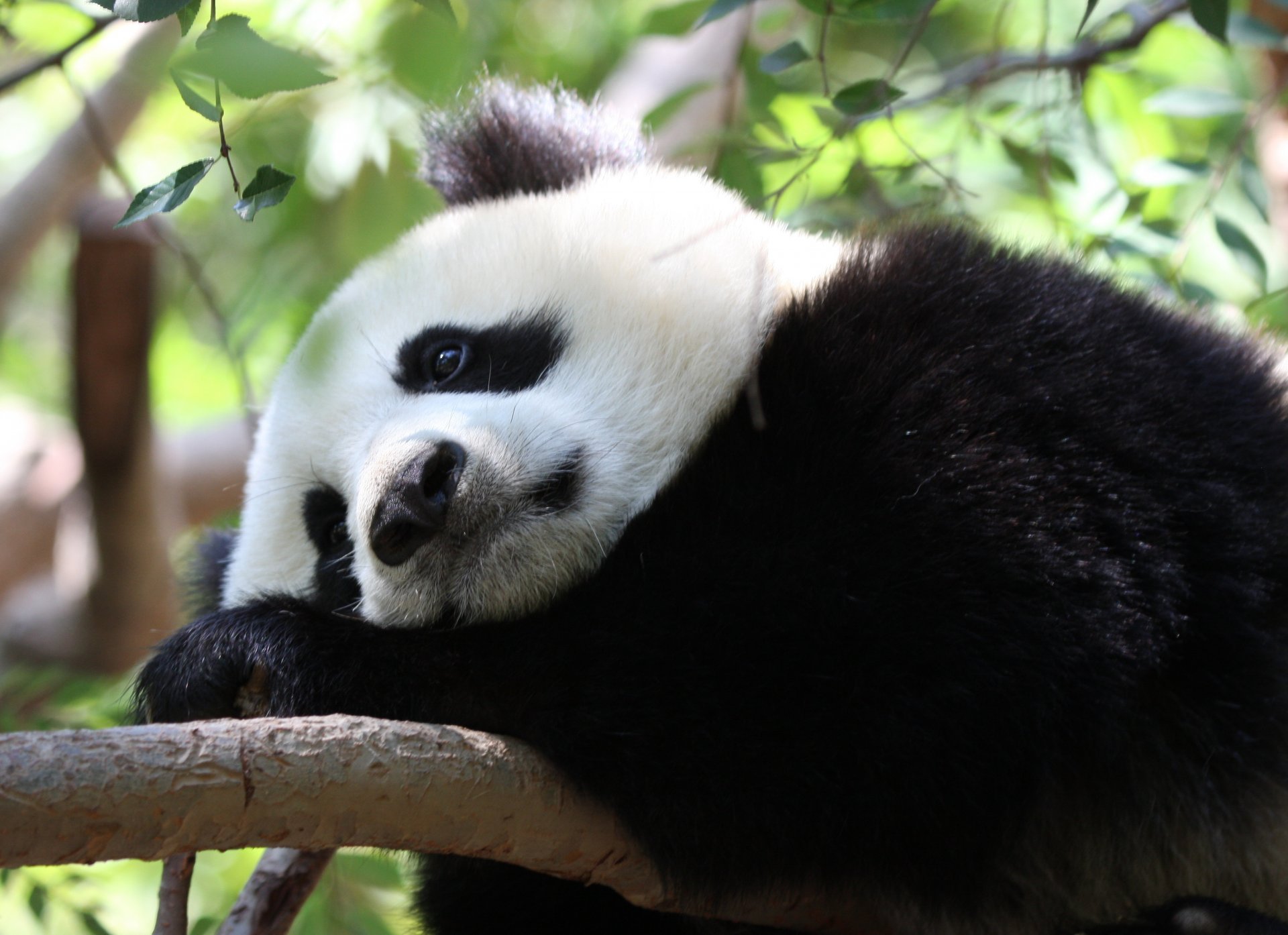 panda nachdenklich traurig