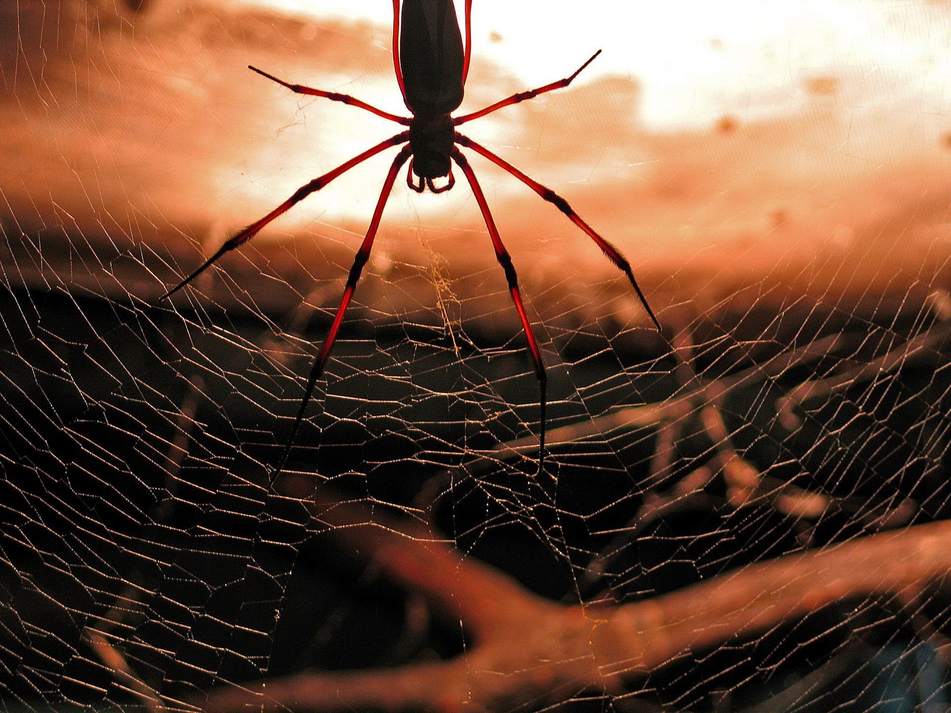 araignée toile d araignée rouge