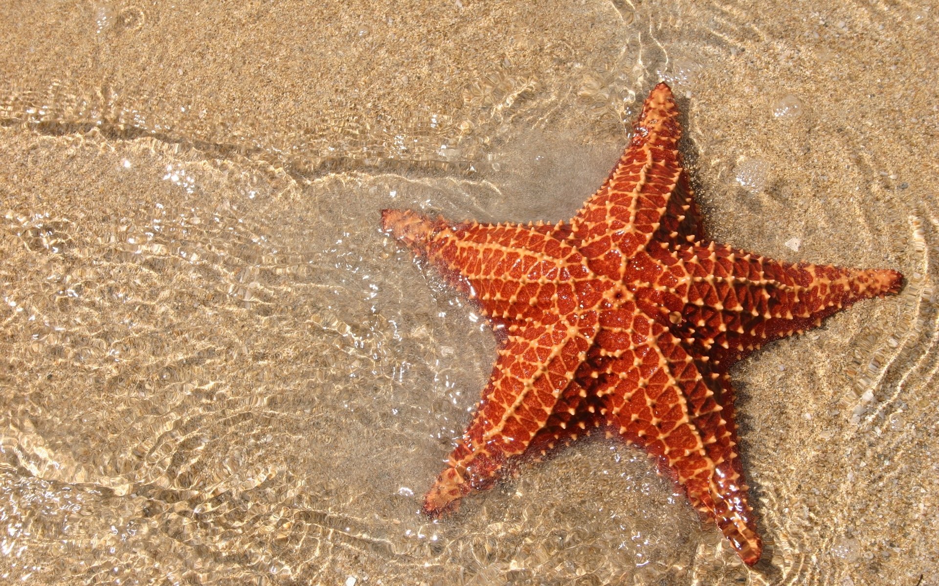 océan sable mer étoile de mer