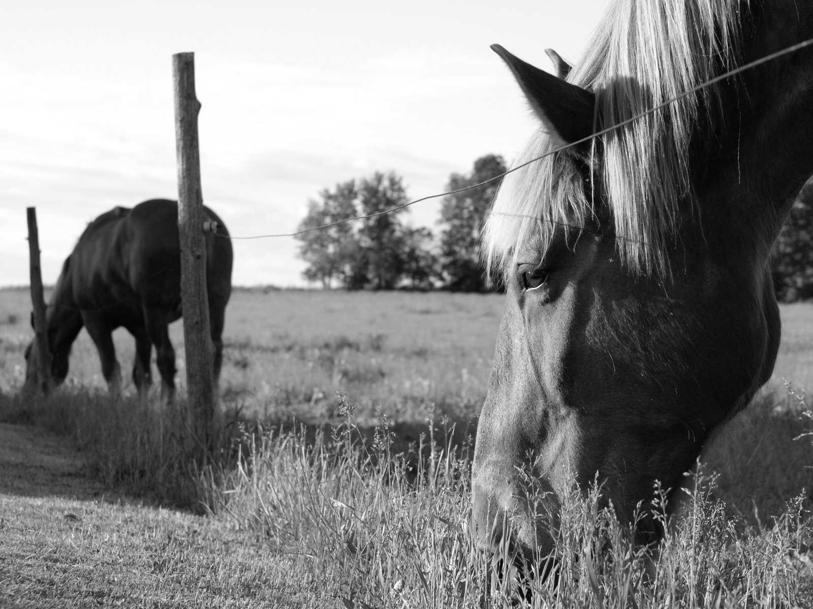 chevaux champ noir et blanc herbe