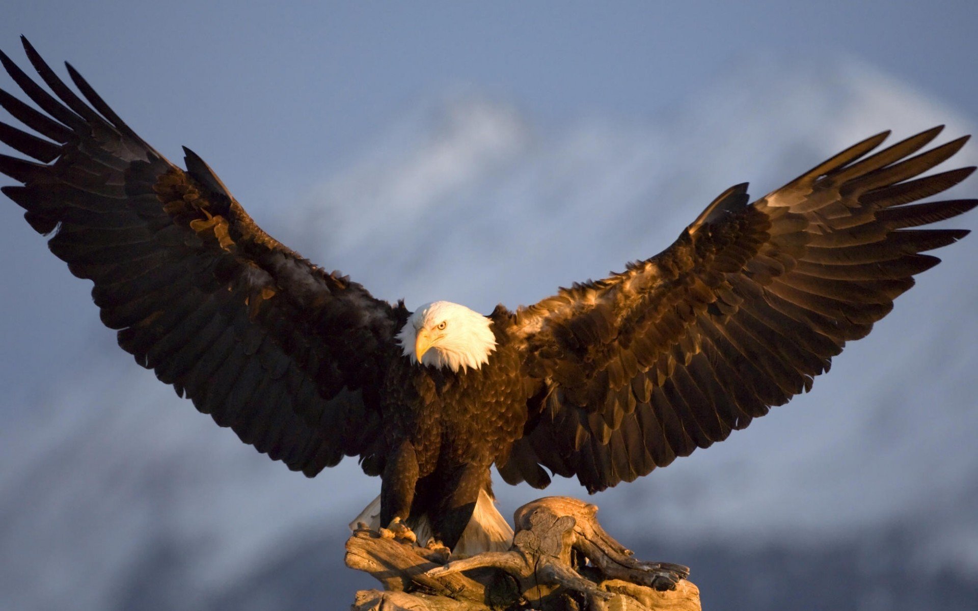 eagle poultry in the mountains wing