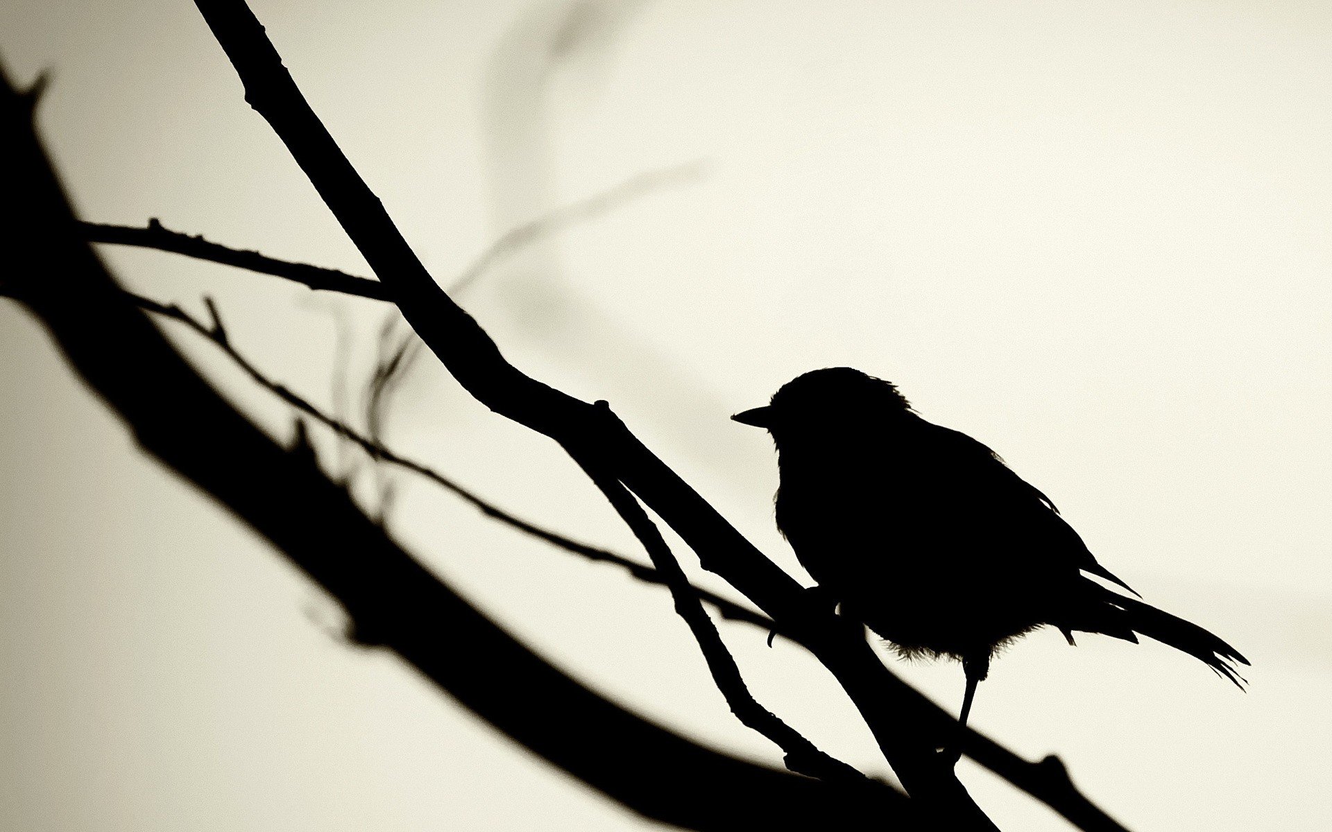 nero uccello silhouette