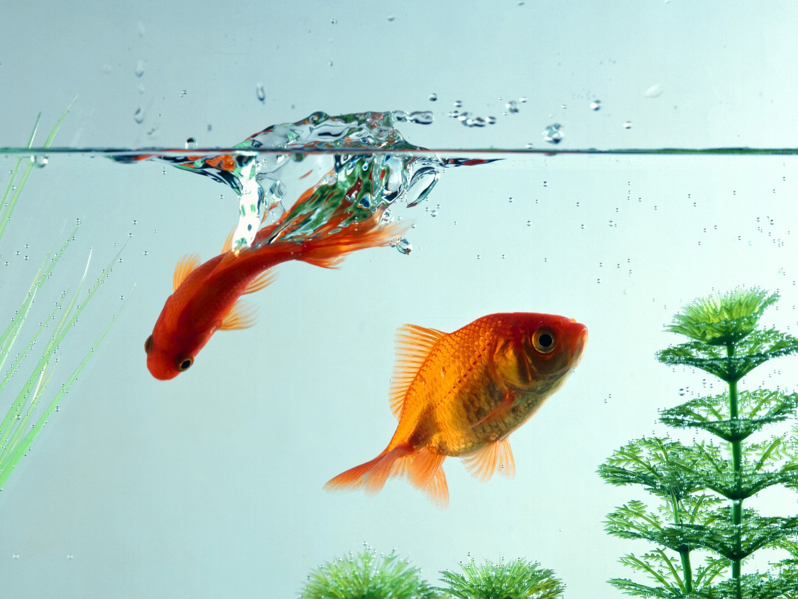 fish aquarium water goldfish close up