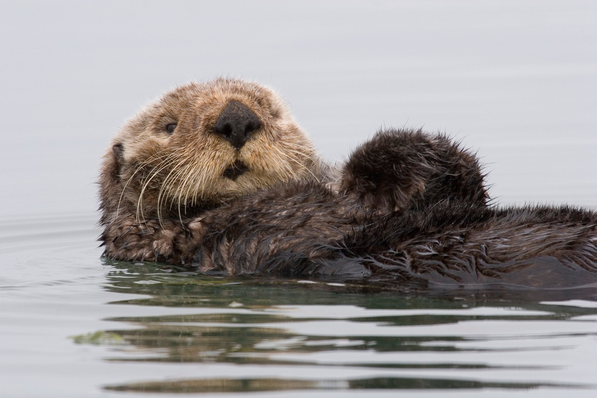 calan loutre de mer eau californie