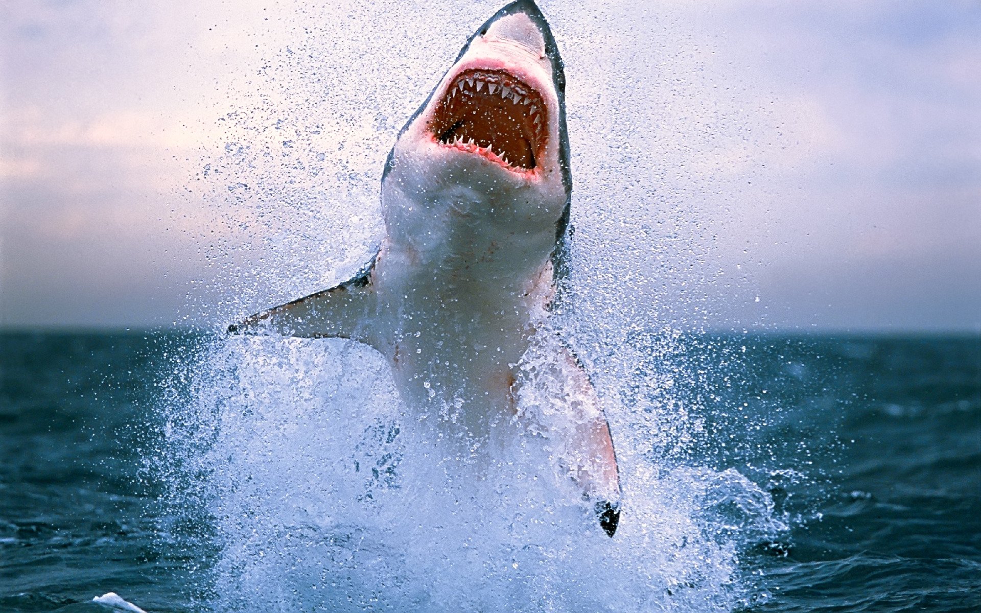 rekiny rekin zęby niebezpieczeństwo morze woda ocean fale rozpryski zdjęcia zwierząt zwierzęta