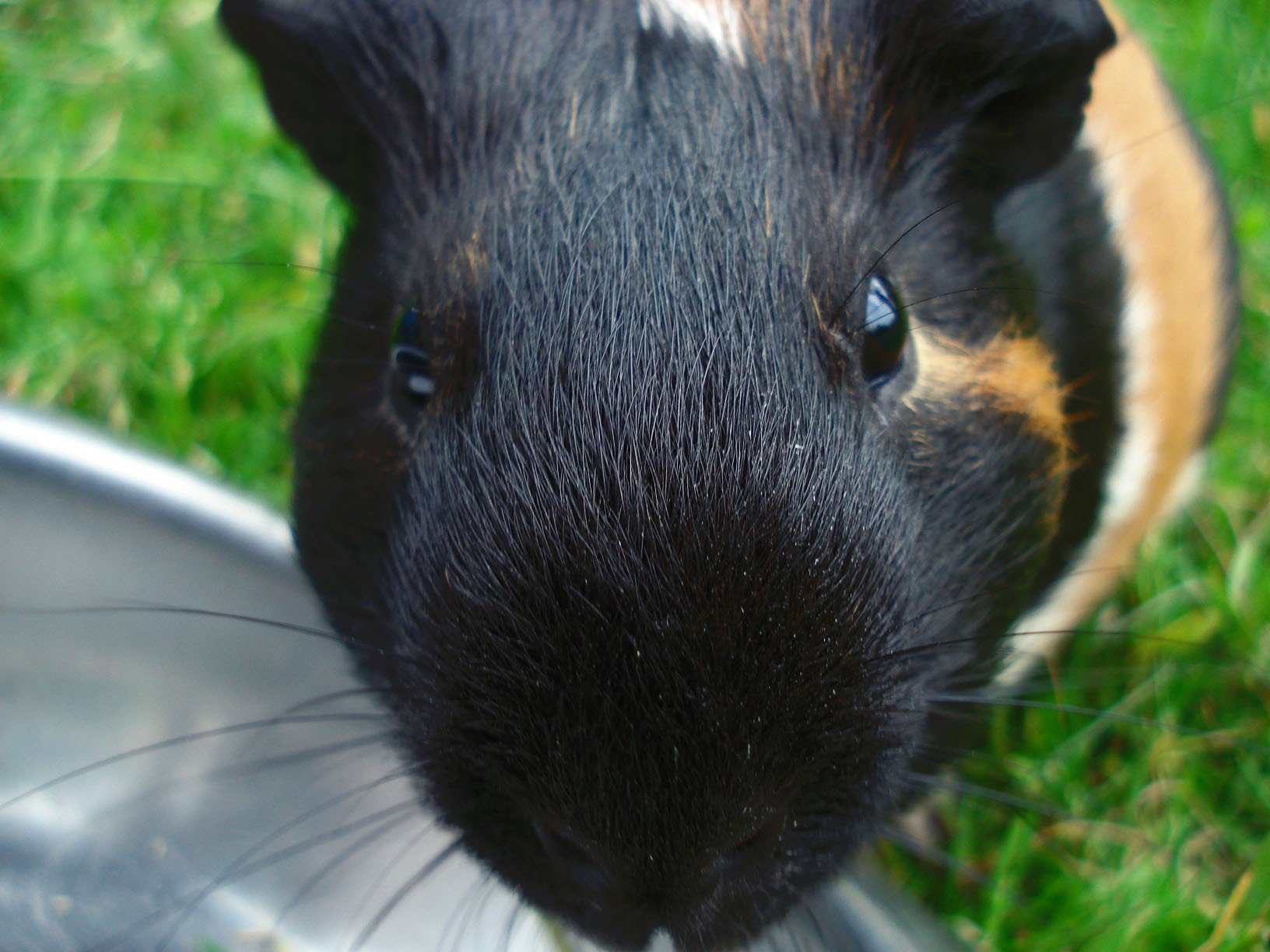 cavia