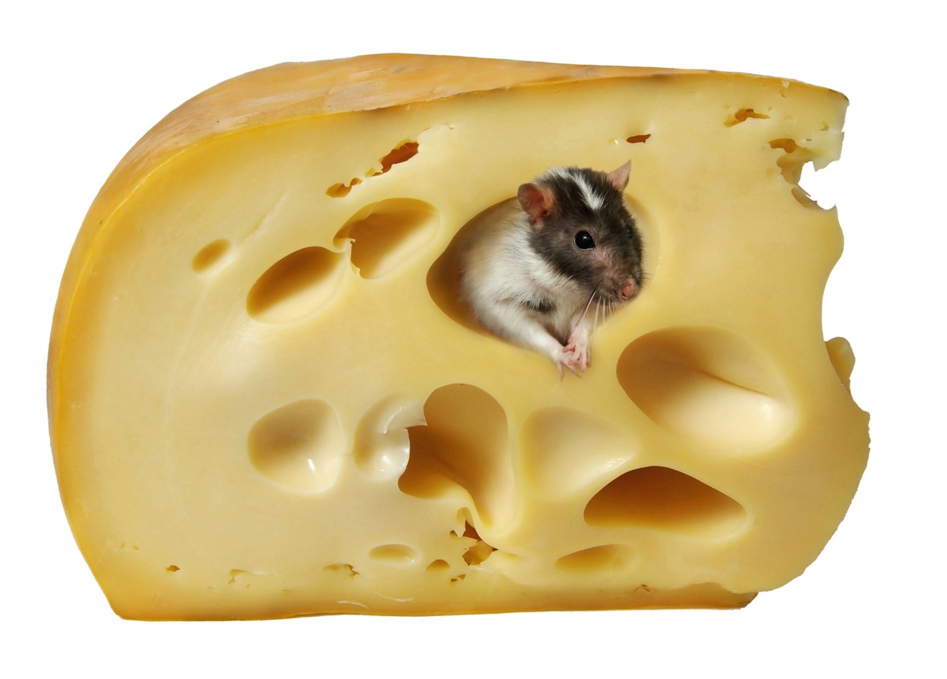 cheese rat mouse white background